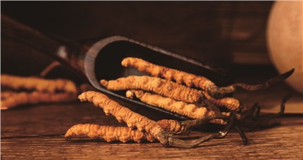 什么是斷草？斷草和冬蟲夏草的區(qū)別和購買常識